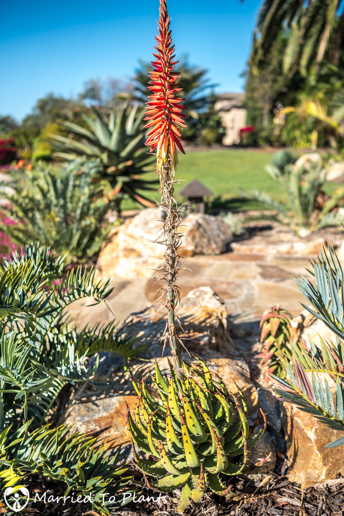 2017 Blooms Aloe melanacantha