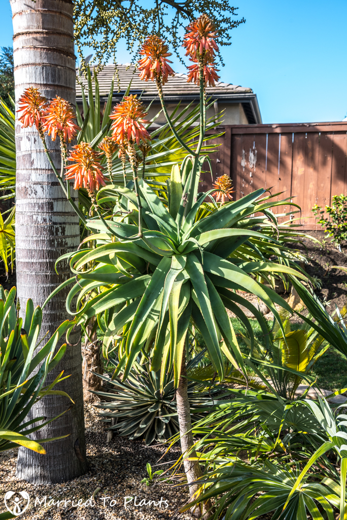 2017 Blooms Aloe munchii