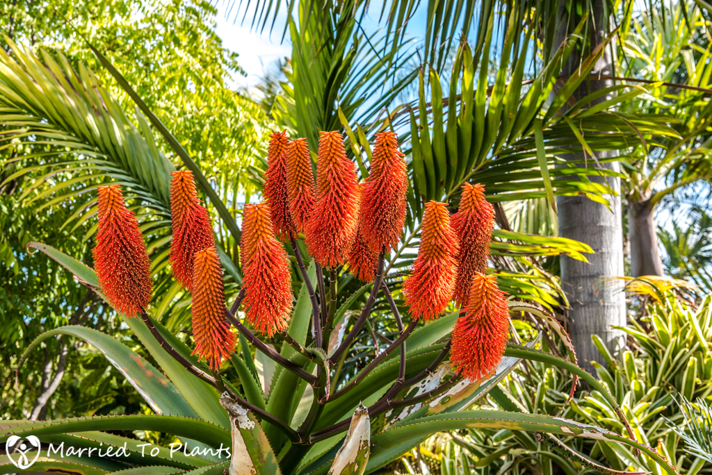 2017 Blooms Aloe rupestris Flowers