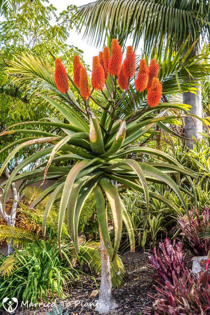 2017 Blooms Aloe rupestris