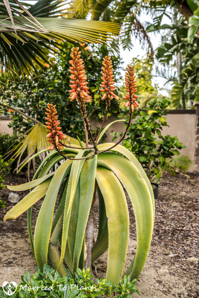 2017 Blooms Aloe sabaea