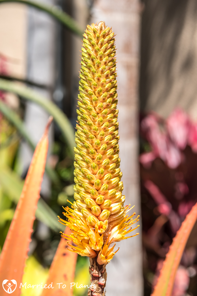 2017 Blooms Aloe tauri Flower