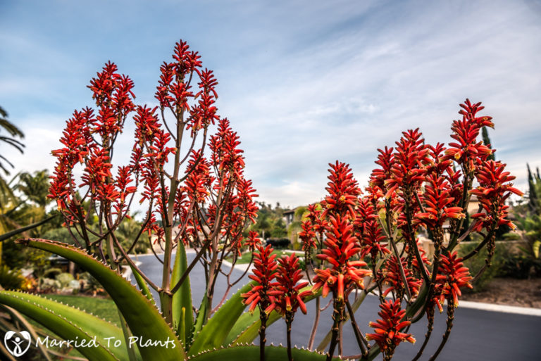 High winter rainfall has made for a great Aloe blooming season