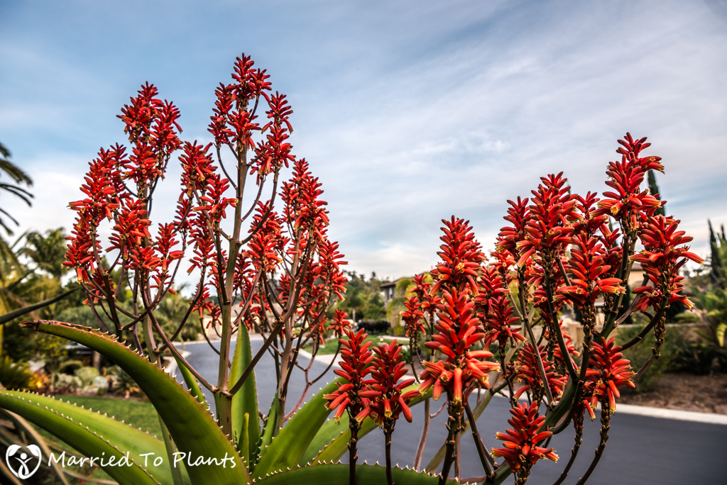 2017 Blooms Aloe vaombe Flowers