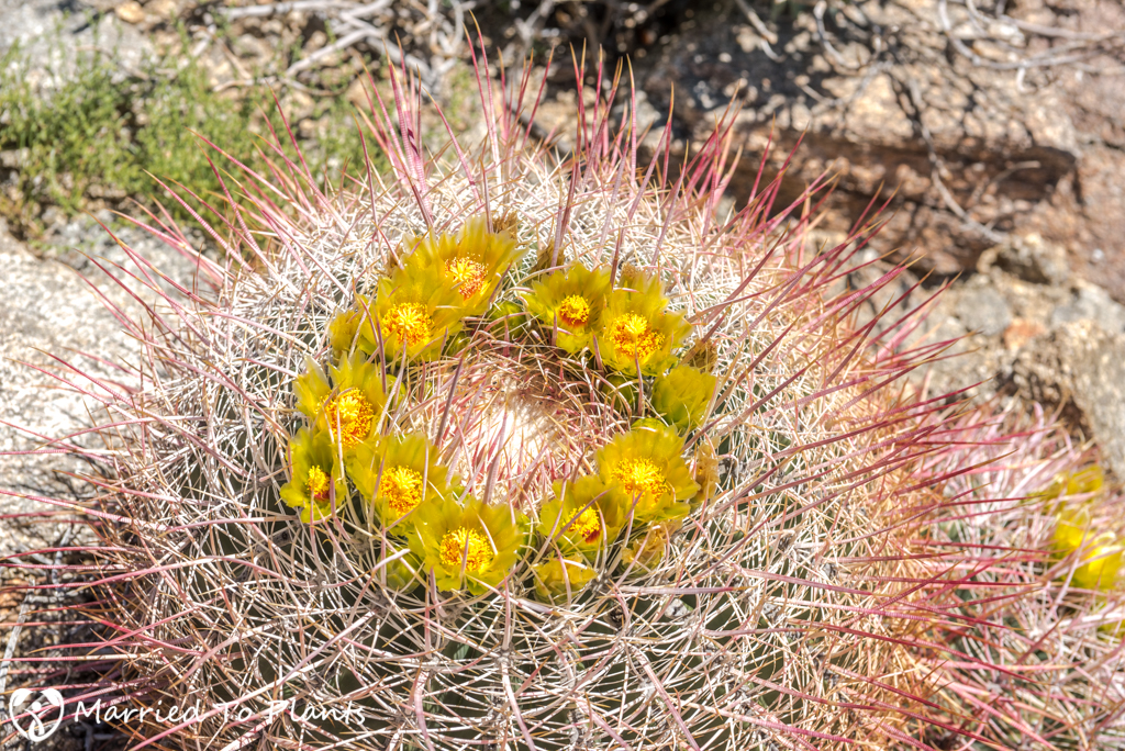 Anza-Borrego Wildflowers - California Barrel Cactus (Ferocactus cylindraceus)