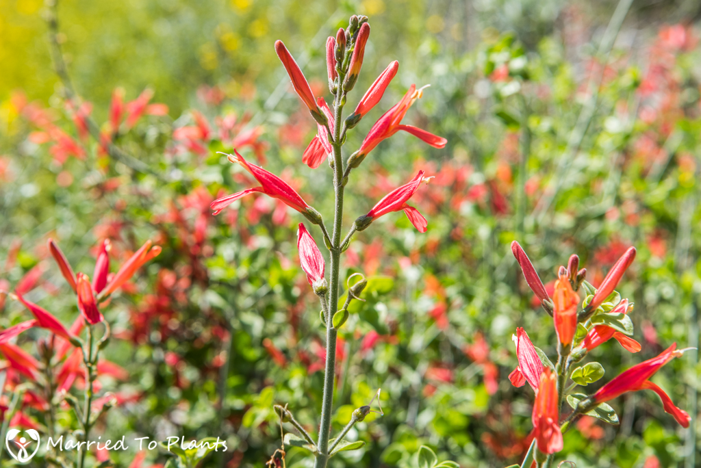 Anza-Borrego Wildflowers - Chuparosa (Justicia californica)