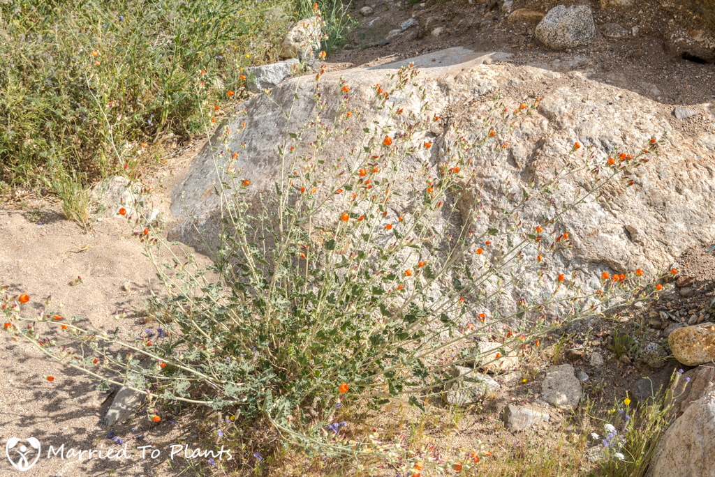 Anza-Borrego Wildflowers - Desert Globemallow (Sphaeralcea ambigua)
