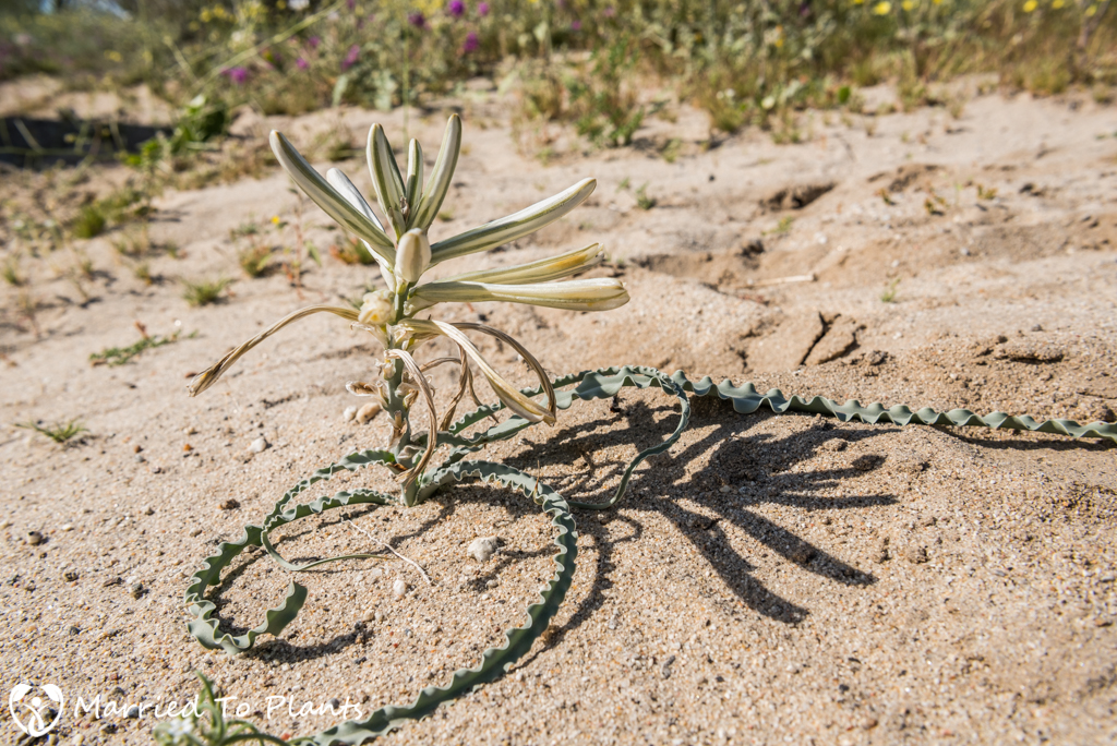Anza-Borrego Wildflowers - Desert Lily (Hesperocallis undulata)