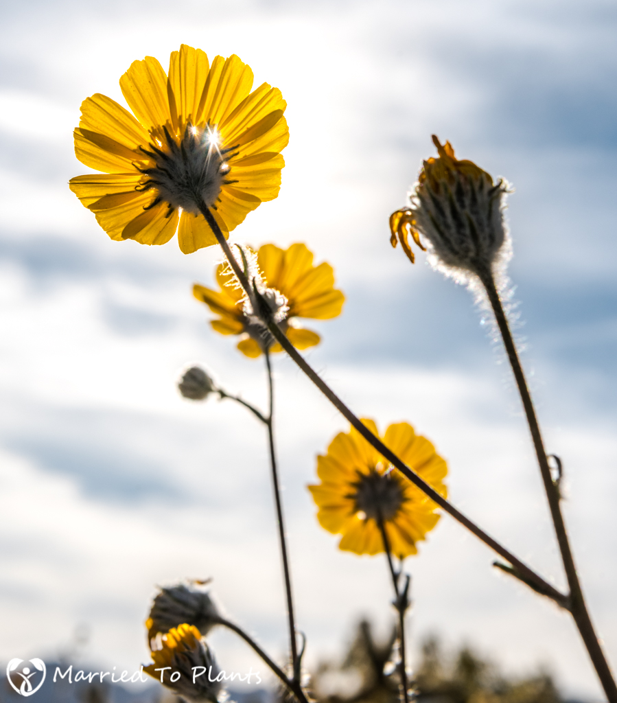 Anza-Borrego Wildflowers - Desert Sunflower (Geraea canescens)