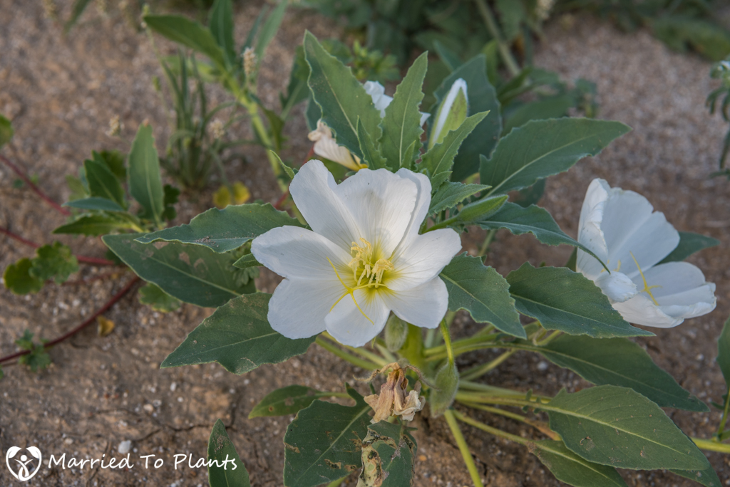 Anza-Borrego Wildflowers - Dune Primrose (Oenothera deltoides ssp. deltoides)