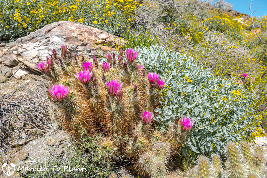 Anza-Borrego Wildflowers - Hedgehog Cactus (Echinocereus engelmannii)