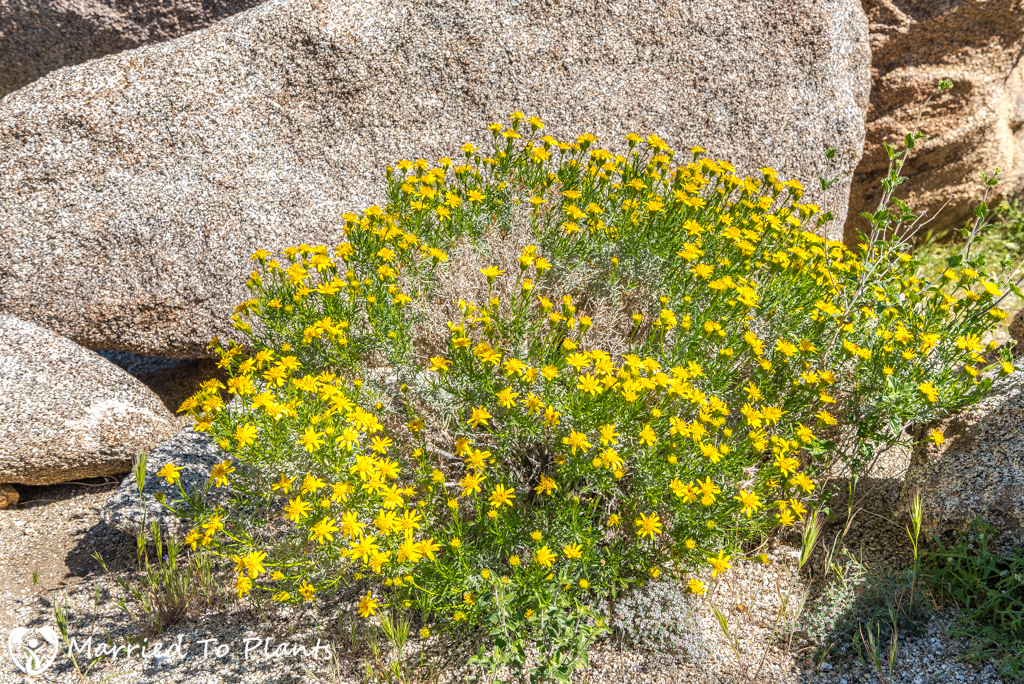Anza-Borrego Wildflowers - Narrowleaf Goldenbush (Ericameria lin