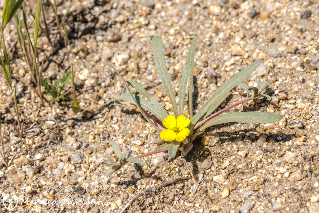 Anza-Borrego Wildflowers - Pale Yellow Sun Cup (Camissoniopsis pallida)