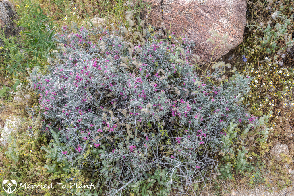 Anza-Borrego Wildflowers - Pima Rhatany (Krameria erecta)
