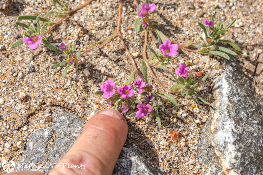 Anza-Borrego Wildflowers - Purple Mat (Nama demissum var. demissum)