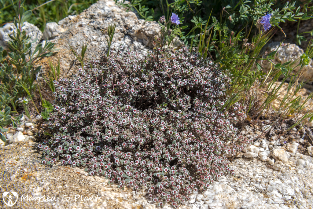 Anza-Borrego Wildflowers - Red-gland Spurge (Chamaesyce melanadenia)