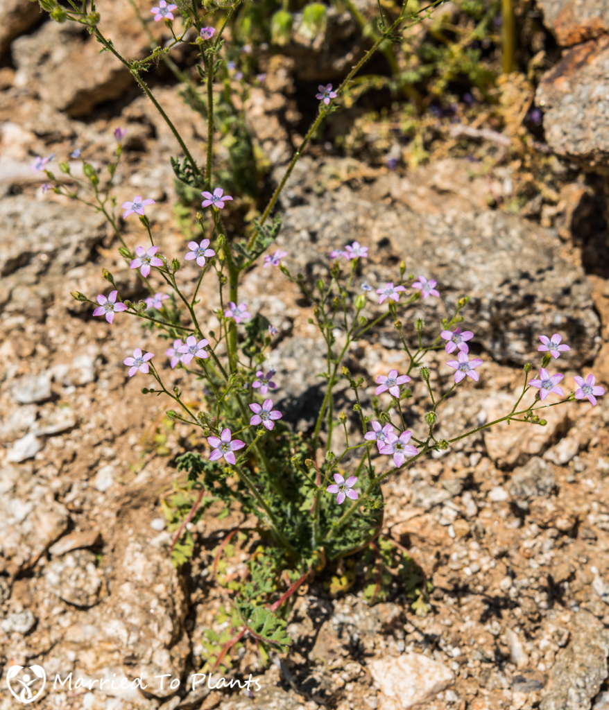 Anza-Borrego Wildflowers - Star Gilia (Gilia stellata)