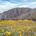 A visit to the Anza-Borrego Desert to see the wildflower super bloom