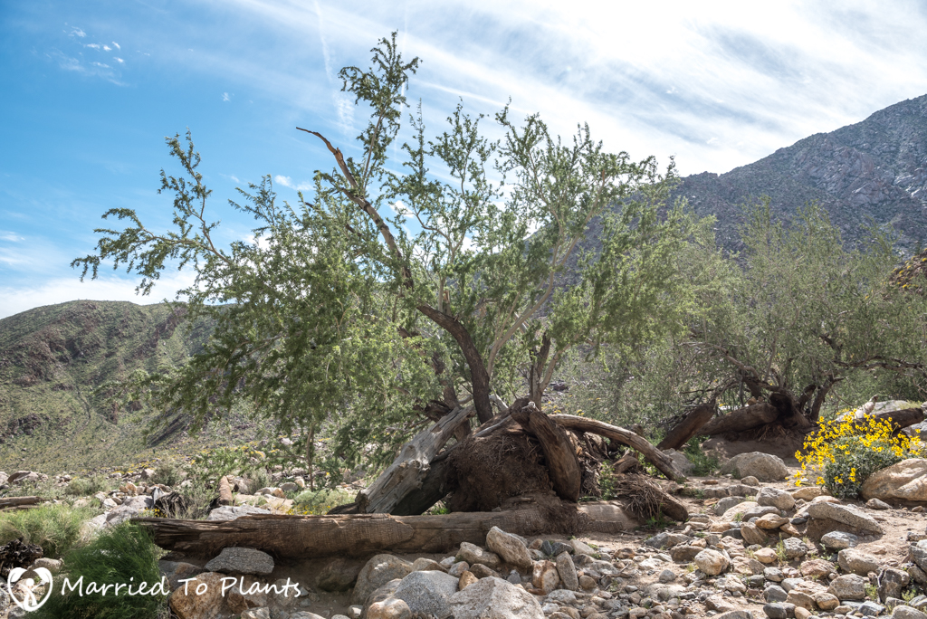 Palm Canyon - Dry Creek Bed Tree