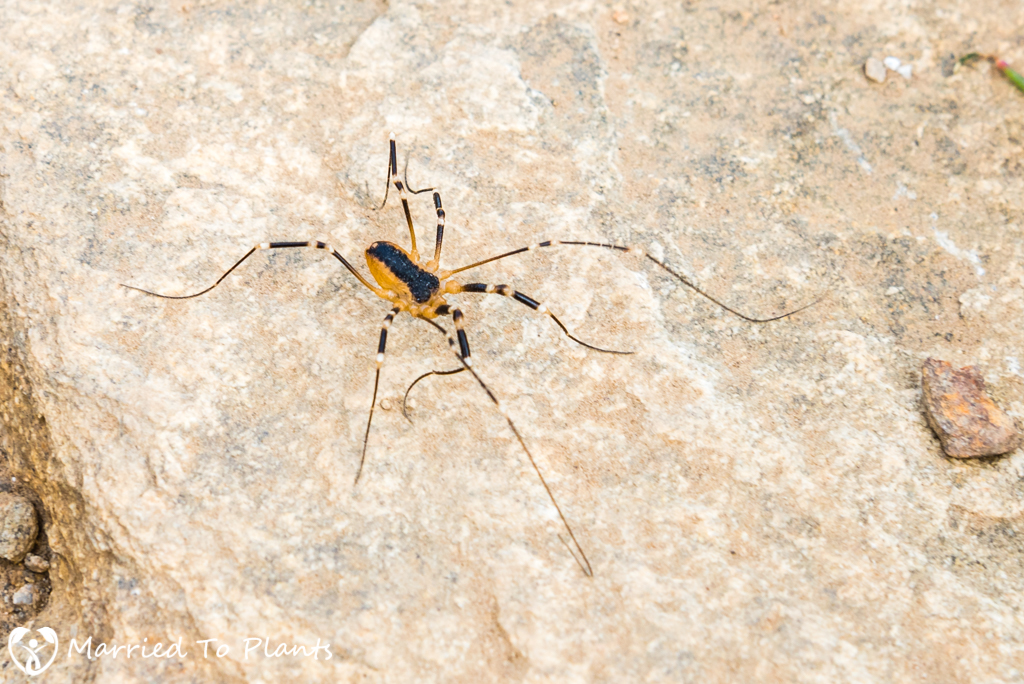 Palm Canyon - Harvestman Spider