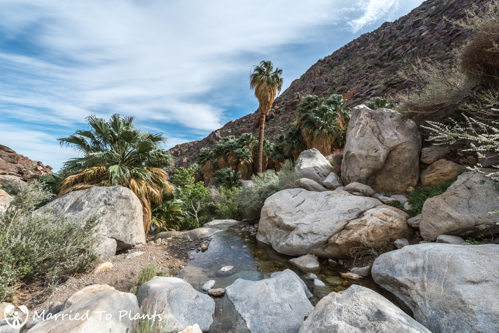 Palm Canyon - Look Back at Oasis