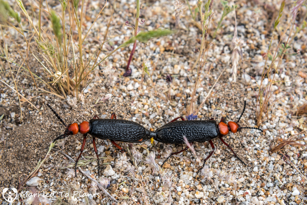 Palm Canyon - Master Blister Beetle