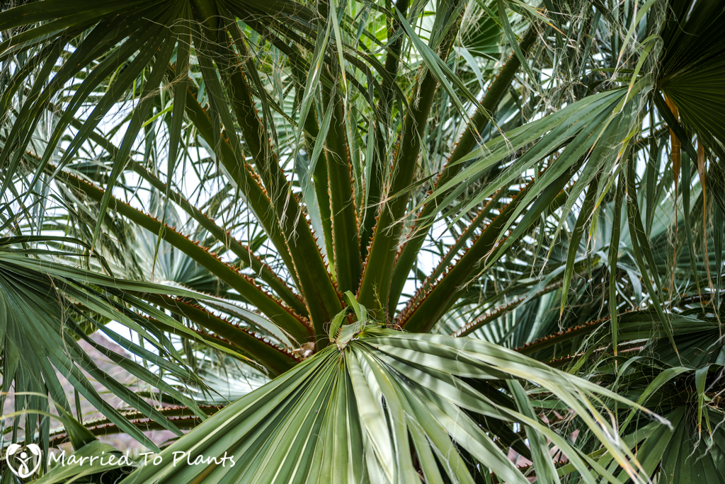 Palm Canyon - Washingtonia filifera Crown Detail