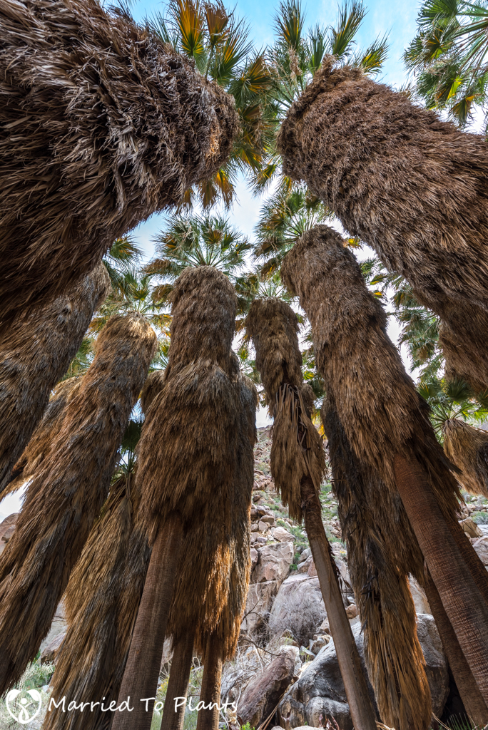 Palm Canyon - Washingtonia filifera