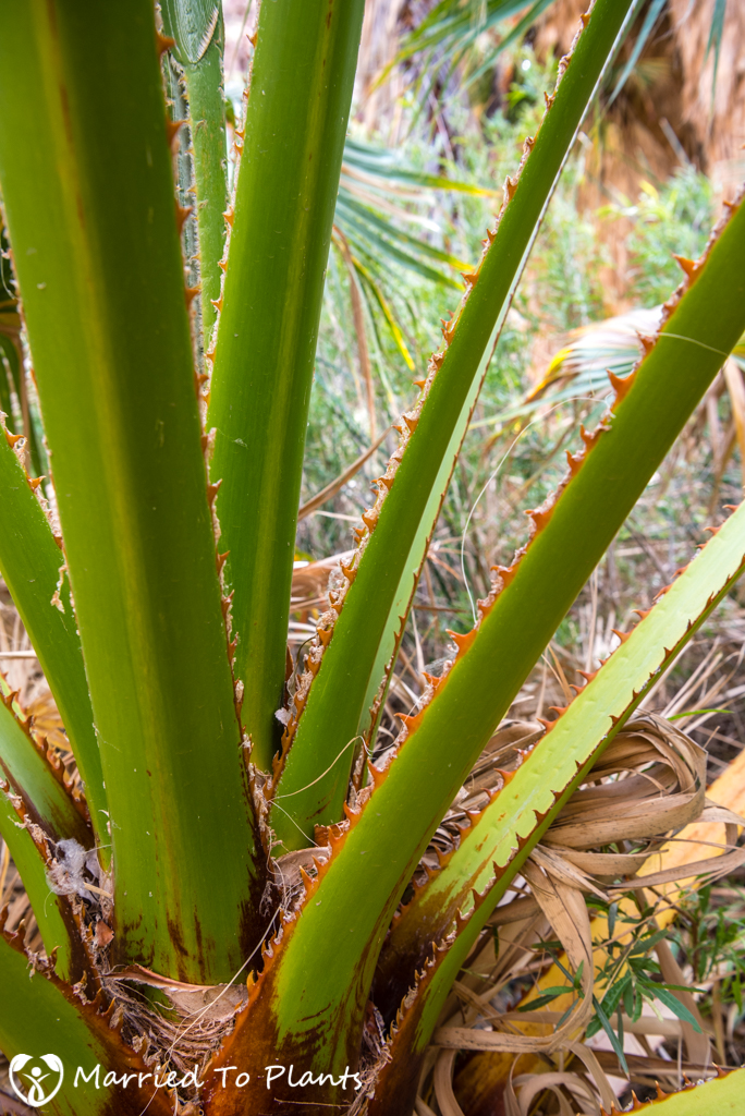 Palm Canyon - Washingtonia filifera Petiole Detail