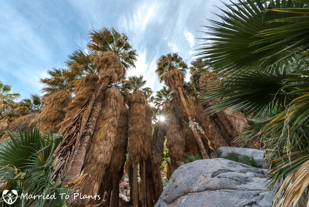 Palm Canyon - Washingtonia filifera