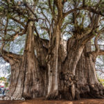 The Widest Tree Trunk in the World: Arbol del Tule