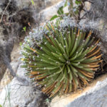 Agave albopilosa in Huasteca Canyon, Monterrey, Mexico