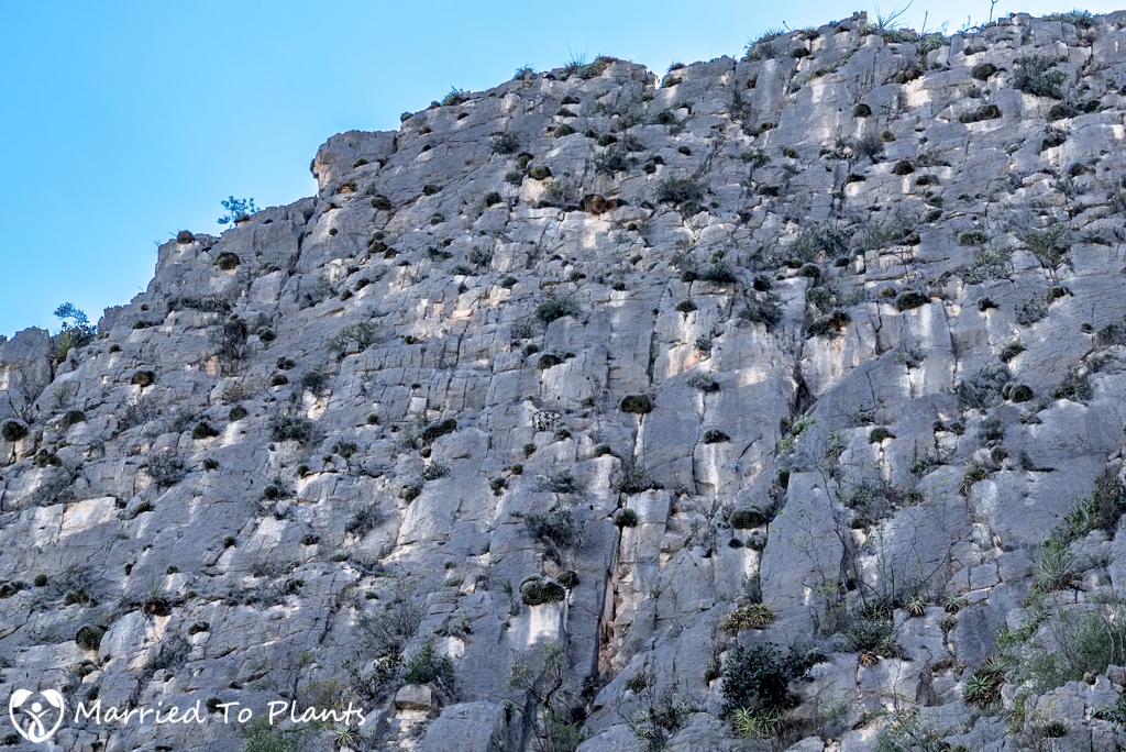 Huasteca Canyon Agave albopilosa Cliff Wall