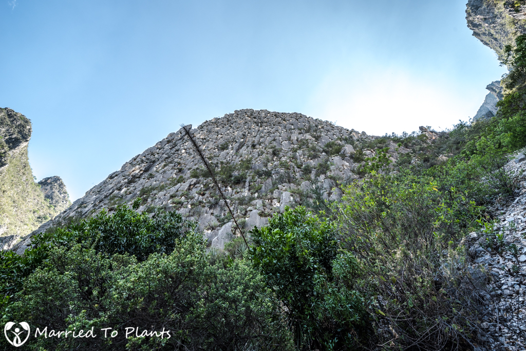 Huasteca Canyon Agave albopilosa Cliff Wall