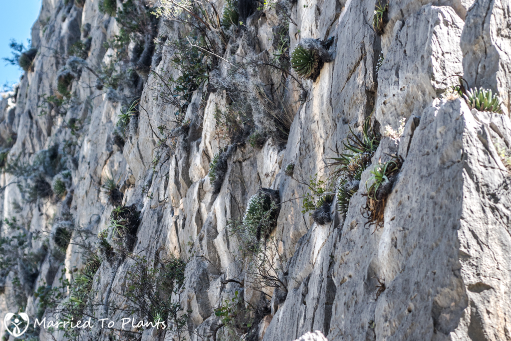 Huasteca Canyon Agave albopilosa on Limestone Cliff