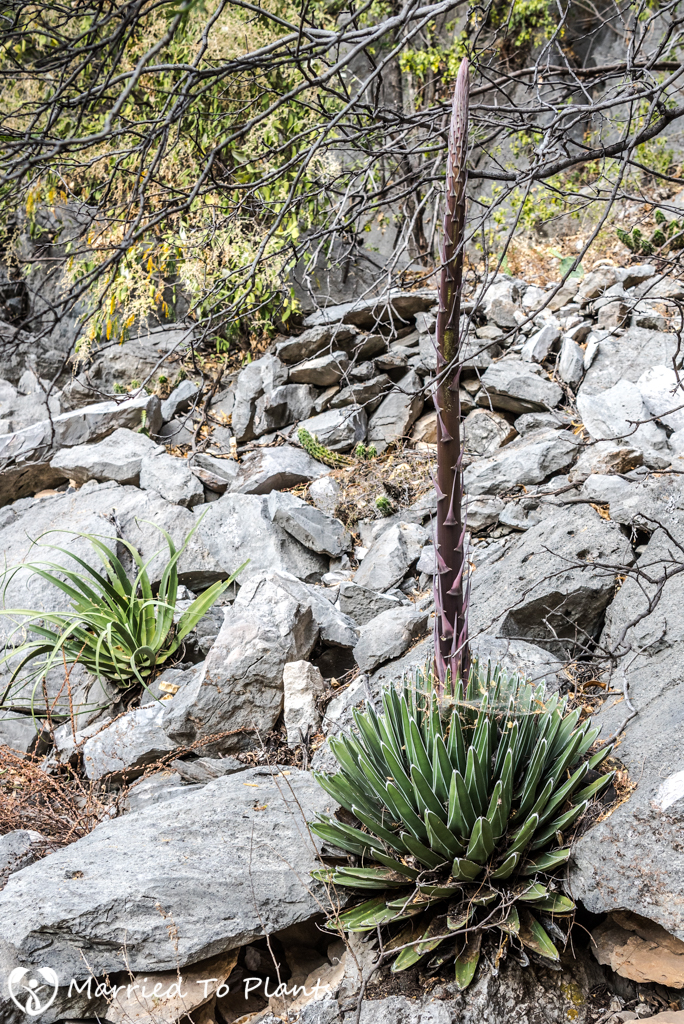 Huasteca Canyon - Agave victoriae-reginae Flowering