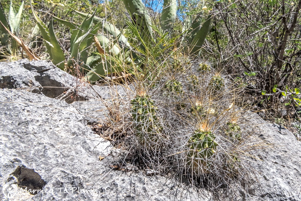 Huasteca Canyon - Echinocereus viereckii ssp. huastescensis