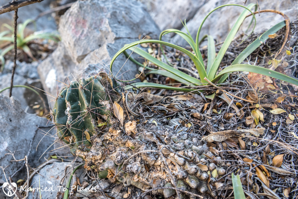 Huasteca Canyon - Ferocactus hamatacanthus