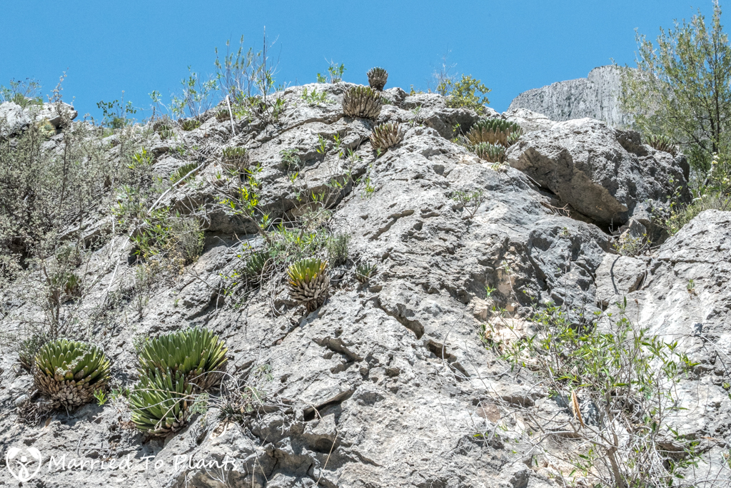 Huasteca Canyon - Limestone Wall with Agave victoriae-reginae