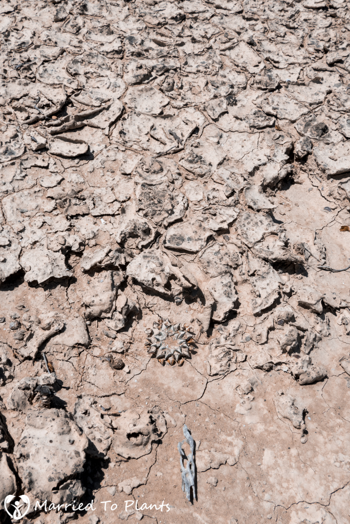 Camouflage - Ariocarpus kotschoubeyanus Dried Mudflats