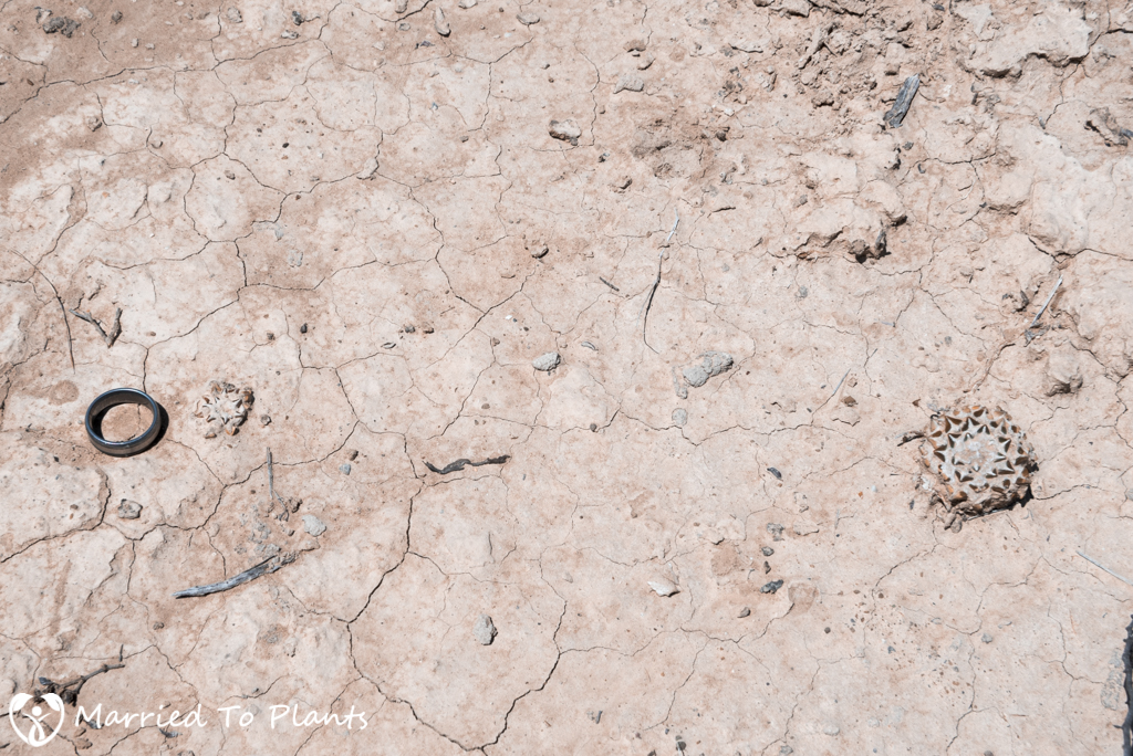 Camouflage - Ariocarpus kotschoubeyanus Dried Mudflats