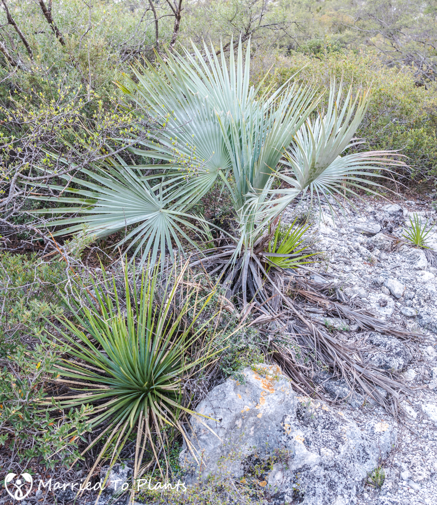 Gypsum Outcrops - Brahea decumbens and Agave striata