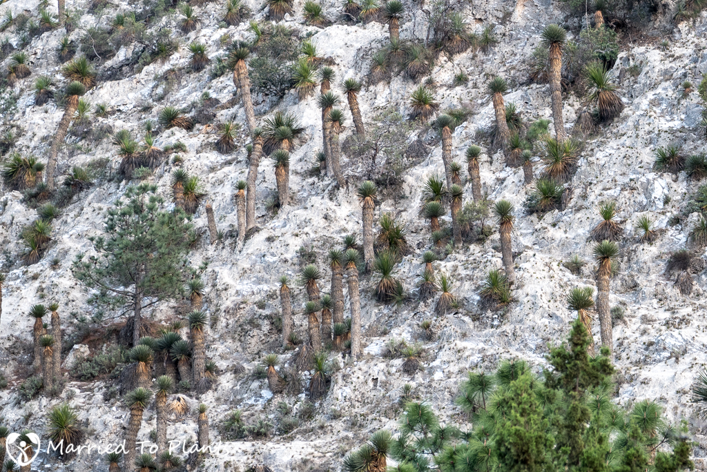 Gypsum Outcrops - Yucca carnerosana