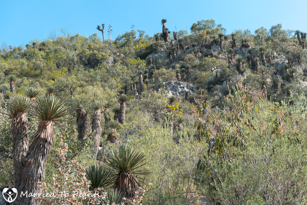 Gypsum Outcrops - Yucca carnerosana