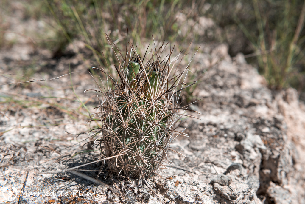 Mexican Cactus - Ancistrocactus scherii