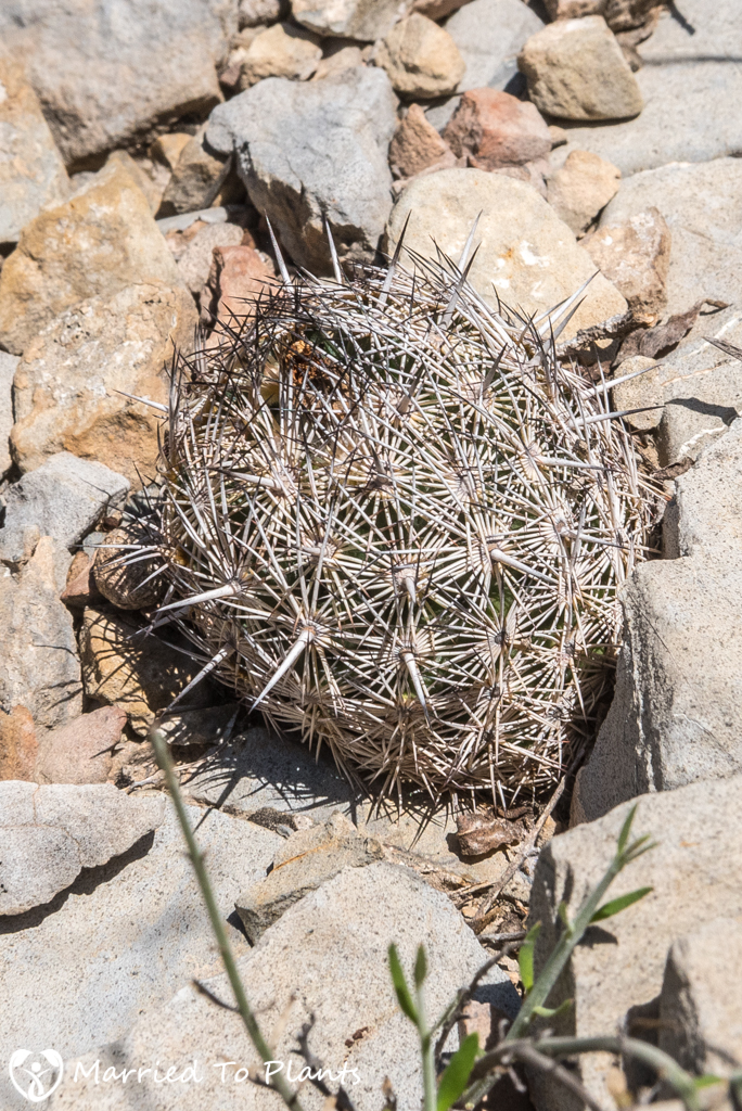 Mexican Cactus - Coryphantha delicata