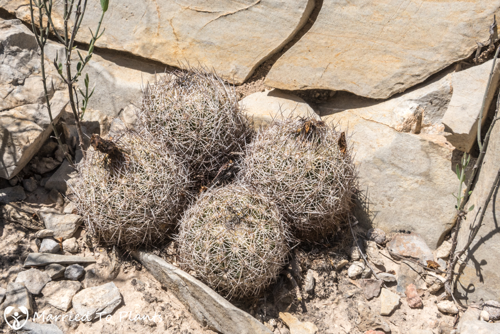 Mexican Cactus - Coryphantha echinus