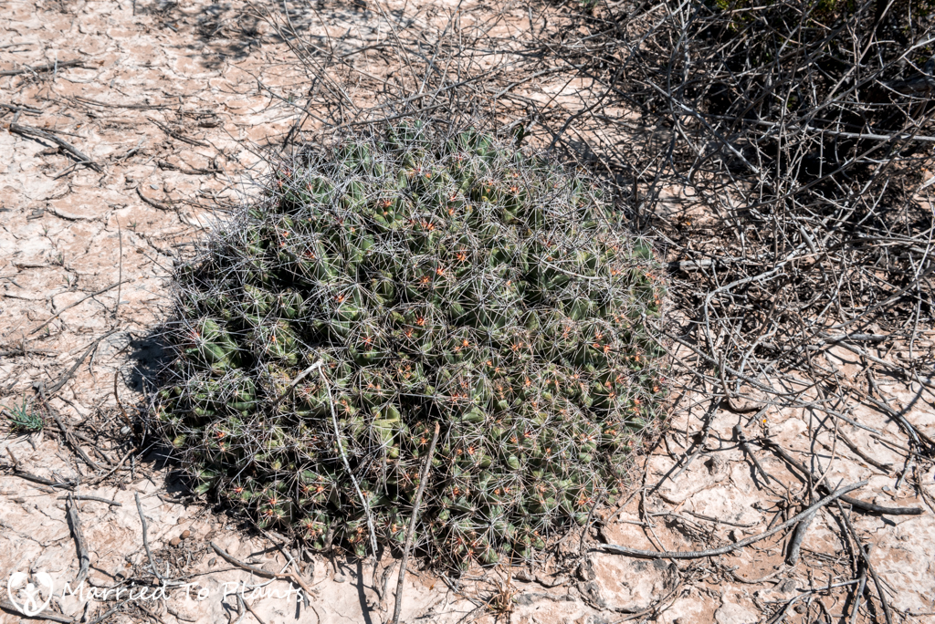 Mexican Cactus - Coryphantha macromeris