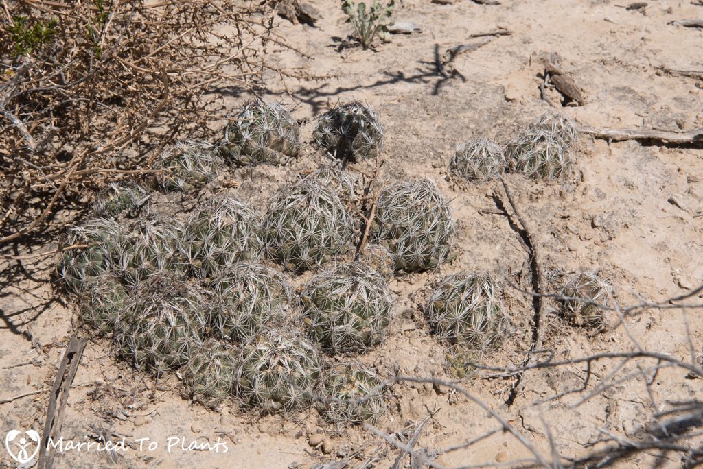 Mexican Cactus - Coryphantha neglecta