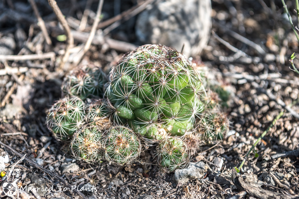 Mexican Cactus - Coryphantha nickelsiae